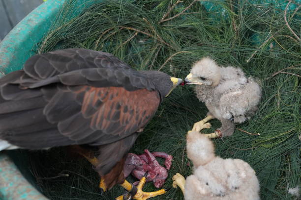 istock The Harris's Hawk takes care young hawks. 2157196446