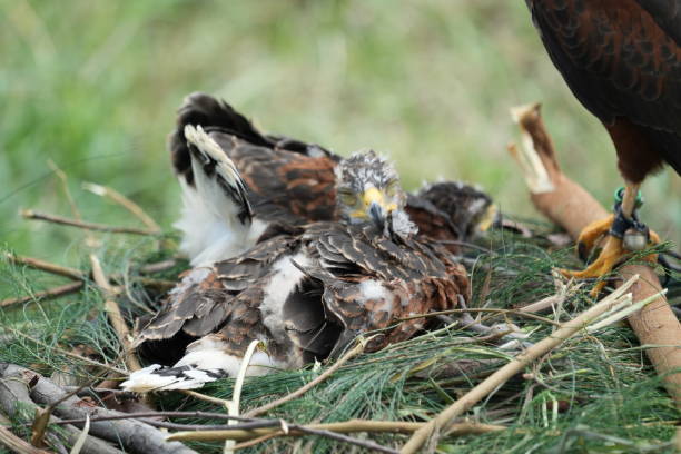 istock The Harris's Hawk takes care young hawks. 2157196967