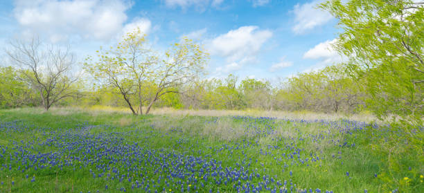 istock Panorama blossom scenic fields of native bluebonnet and invasive yellow Bastard Cabbage flower, row of matured trees, springtime in Las Colinas, Irving, Texas, scenic natural landscape background 2157197159
