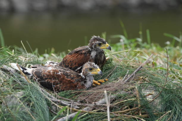 istock The Harris's Hawk takes care young hawks. 2157197186