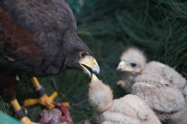 istock The Harris's Hawk takes care young hawks. 2157197214