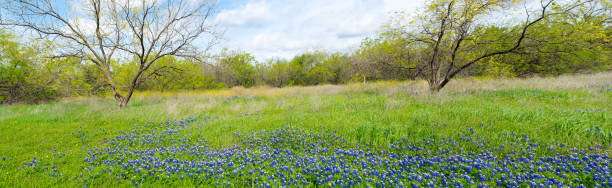 istock Panorama blossom scenic fields of native bluebonnet and invasive yellow Bastard Cabbage flower, row of matured trees, springtime in Las Colinas, Irving, Texas, scenic natural landscape background 2157197250