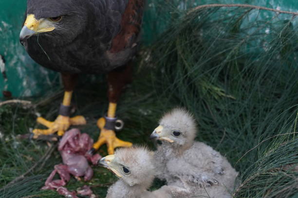 istock The Harris's Hawk takes care young hawks. 2157197311