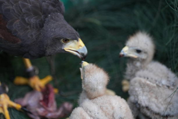 istock The Harris's Hawk takes care young hawks. 2157197371