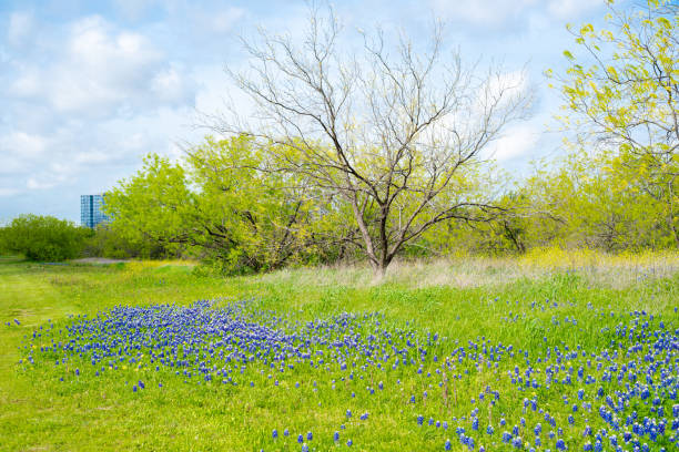 Blooming bluebonnet meadow with downtown Las Colinas, Irving, Texas in background, springtime fields of engaging wildflower mix blend, environmental planning and management of urban natural