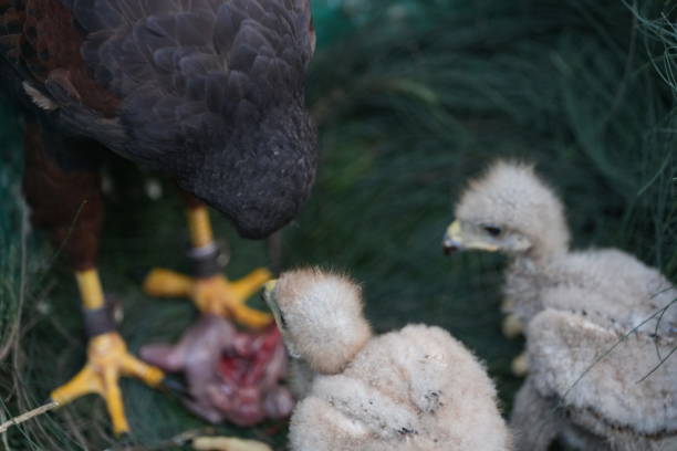 istock The Harris's Hawk takes care young hawks. 2157197452