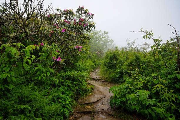 istock Craggy Pinnacle Trail Fog 2157198841