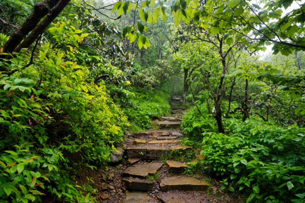 istock Craggy Gardens Pinnacle Trail Steps 2157199273