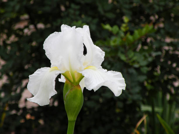istock Beautiful and delicate white common lily 2157199747