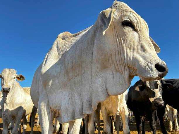 istock Herd of nellore bovine animals on high intensive grass system project. Livestock ranch 2157200715