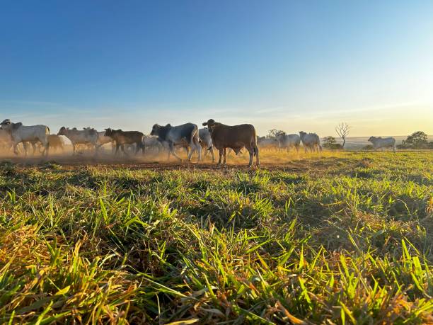 istock Beautifull  Nellore beef cattle grazing intensive tropical pasture in Brazil project 2157200736