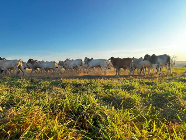 istock Beautifull  Nellore beef cattle grazing intensive tropical pasture in Brazil project 2157200740