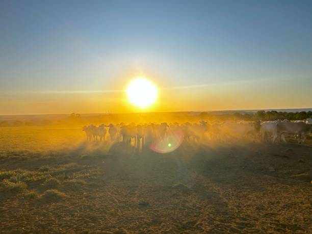 istock Beautifull image of nellore intensive beef cattle on tropical climate. Detail for sunset vision time 2157200749