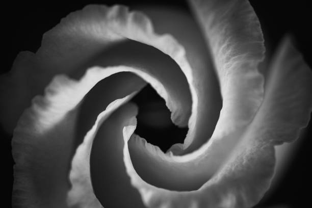 istock Black and white macro photograph of a rose 2157201898