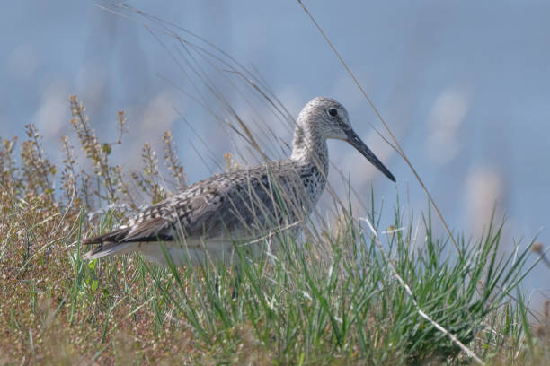 Willet walking along an embankment overlooking a large pond