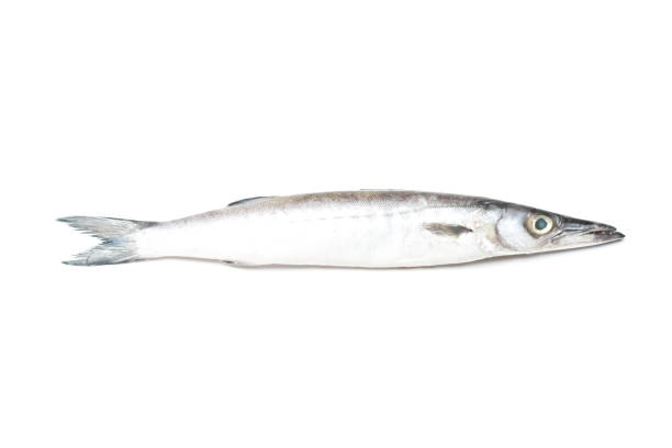 istock a barracuda type sea fish isolated on a white background 2157206929