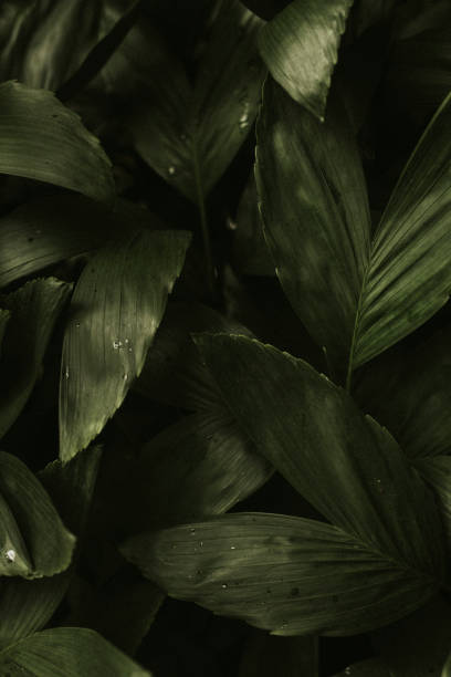 istock Aesthetic leaf background wallpaper, tropical nature image 2157207491