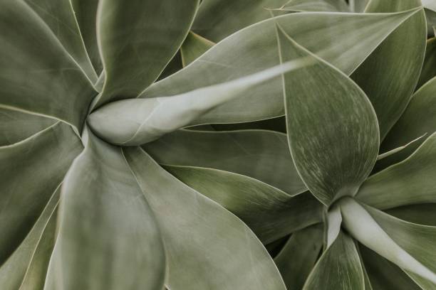 istock Succulent plant background wallpaper, aesthetic nature dark image 2157207505