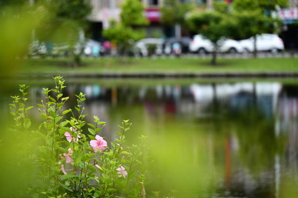 Flowers blooming in springtime on old camera film