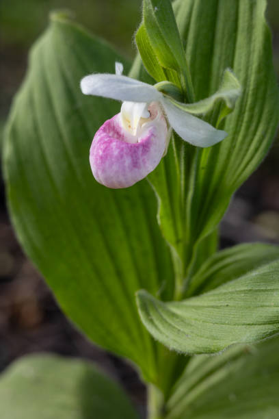 istock Showy lady’s slipper flower in bloom 2157211736
