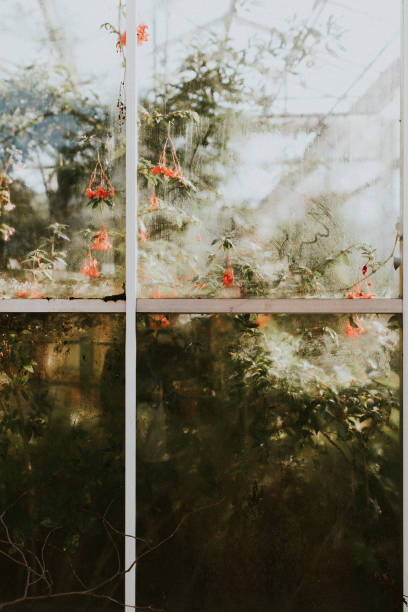 Tropical trees in a glasshouse