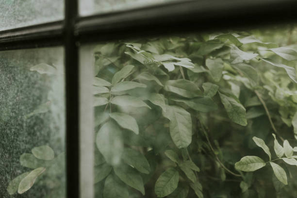 istock View of a garden through the windowspane 2157212479
