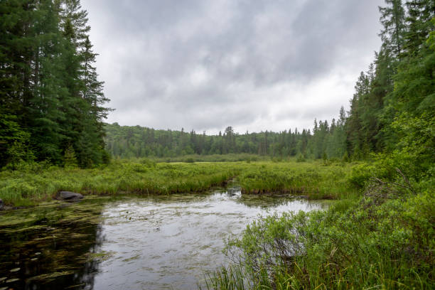 istock Track and Tower Trail, Algonquin Park, Ontario 1 2157213971