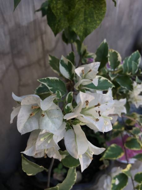 istock Bogenvillea flowers bloom in white and purple 2157216334