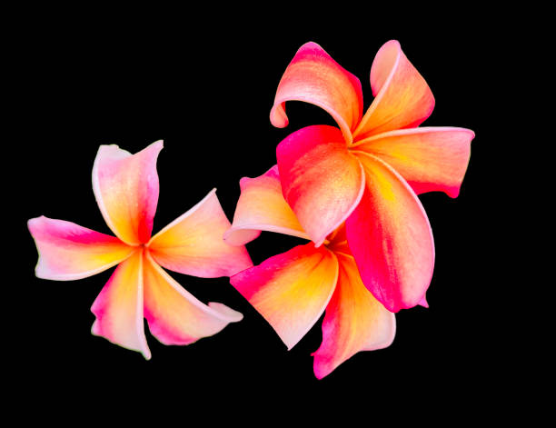 istock Plumeria Rainbow Three Blooms 2157219098