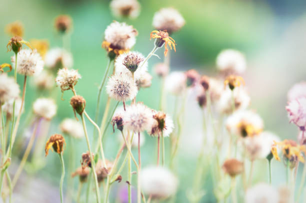 Nature background with spring flowers. Selective and soft focus. Close up.