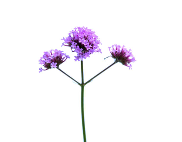 Purple verbena flowers on white background