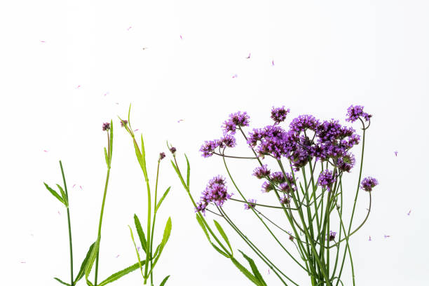 Purple verbena flowers on white background
