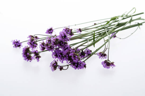 Purple verbena flowers on white background