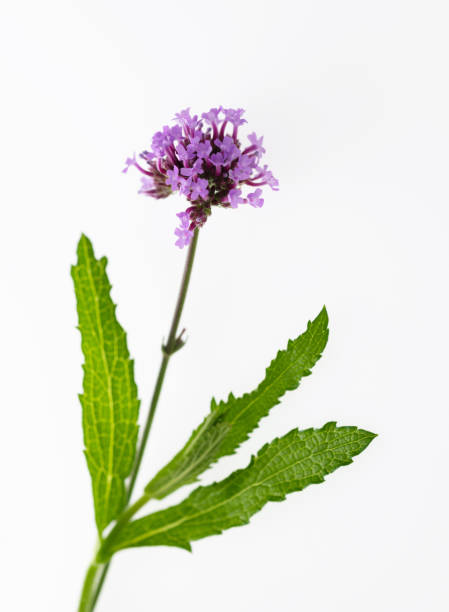 Purple verbena flowers on white background