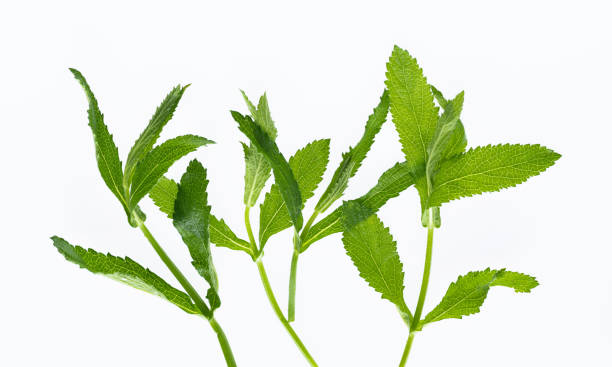 istock Brazilian verbena leaves on white background 2157222251
