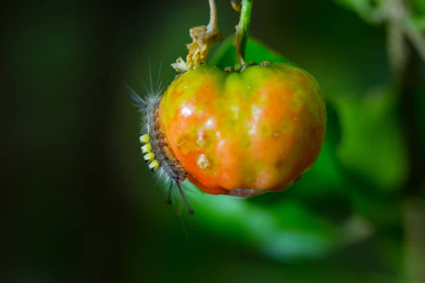 A close-up captures a vibrant black caterpillar with bright orange markings, crawling across a fresh green leaf. The detailed macro shot highlights the insect's fine hairs and the leaf's serrated edges, creating a serene and natural scene. The blurred background emphasizes the intricate details of this tiny creature's journey through its verdant world.