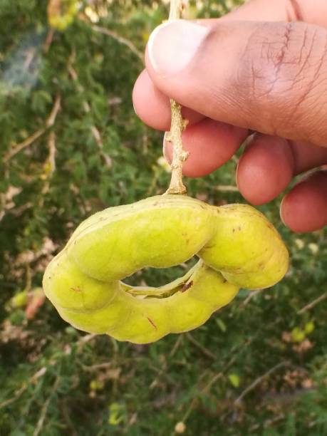 istock Manila tamarind fruit hanging isolated on tree background close up view 2157223294