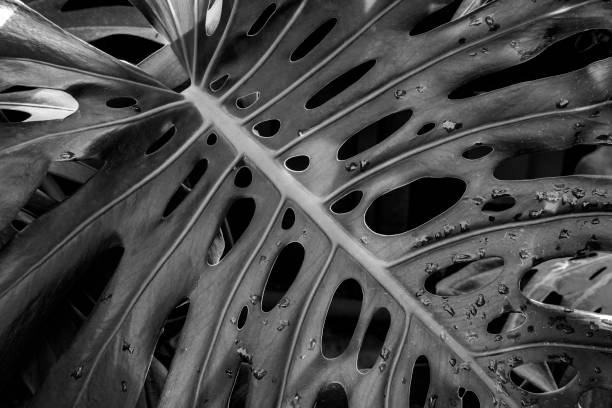 Monstera Deliciousa (Swiss Cheese Plant, Split Leaf Philodendron) Close Up