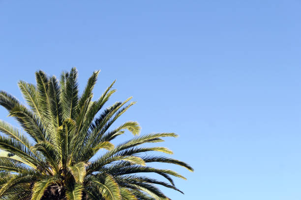 Palm tree with its fronds spread out against a clear blue sky