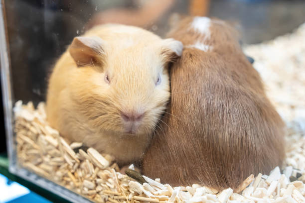 istock American Guinea Pig 2157225243