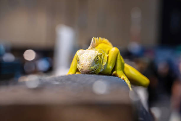 Yellow Albino Iguana on a log. It's a popular pet in Thailand.