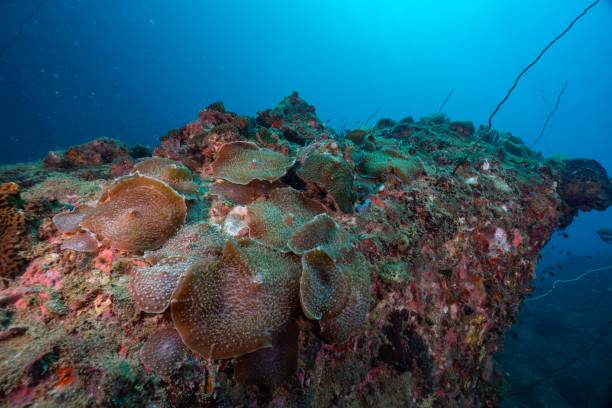 istock Colorful coral 2157225336