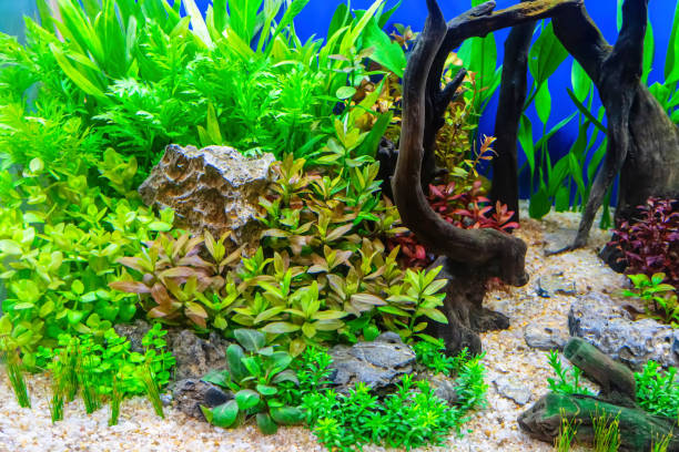 istock Tropical freshwater aquarium 2157225413