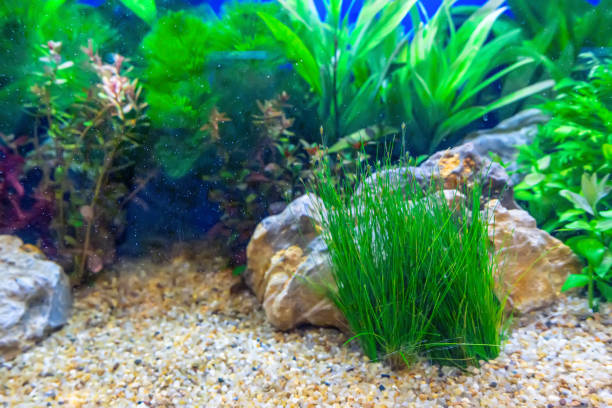 istock Tropical freshwater aquarium 2157225415