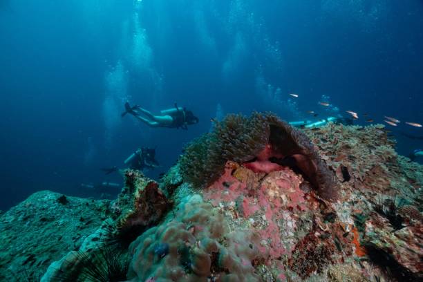 istock Beatiful coral and blue water 2157225441