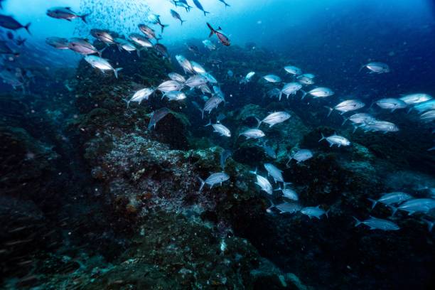 istock Many fishes at sailrock 2157225513