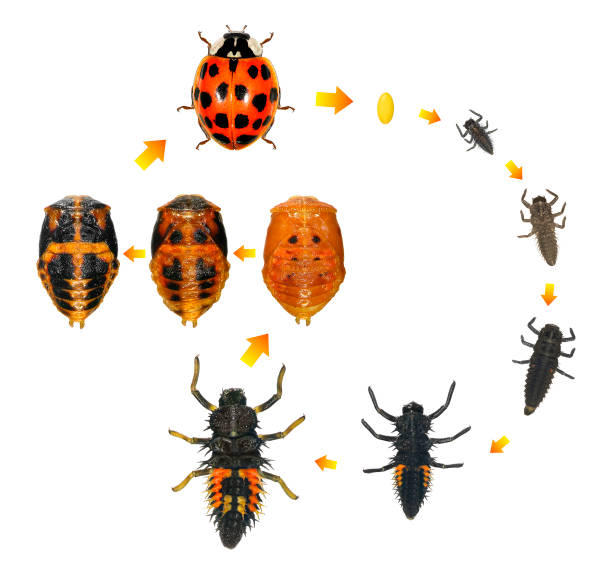 A seven-spotted Ladybird Beetle larvae in his natural environment in the Laurentian forest of Canada.