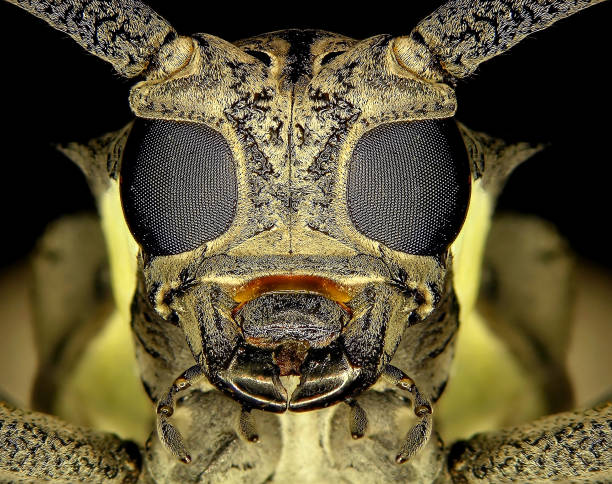 istock Longhorn beetle of Mango Tree Borer, Batocera rufomaculata 2157226592