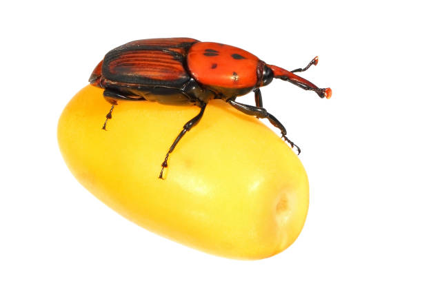 Red palm weevil, Rhynchophorus ferrugineus (Coleoptera: Curculionidae) - one of the main pest of date palm trees plantations. Pest on date fruit