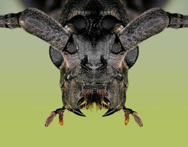 istock Great capricorn beetle, Cerambyx cerdo (Coleoptera: Cerambycidae) on a green background 2157226625